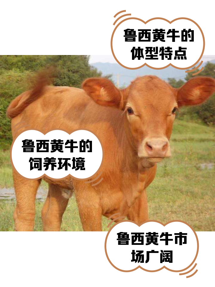 嵊州最新医保取现黄牛方法分析(最方便真实的嵊州医保取现黄牛怎么取方法)